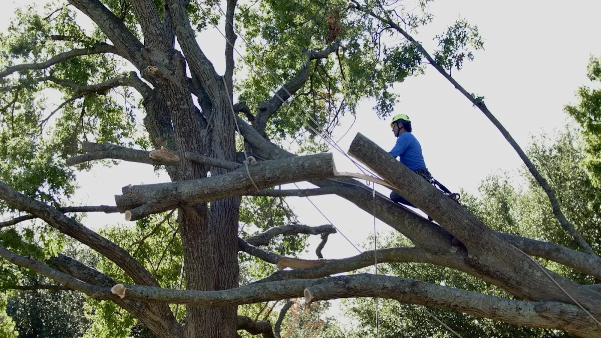 Professional Crown Thinning performed by certified arborists in Dickey